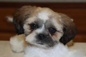 COOLMANS~~element383